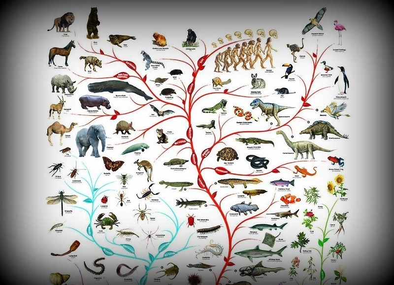 Ciclo de charlas: Evolución de la Biodiversidad | Museo de Historia ...