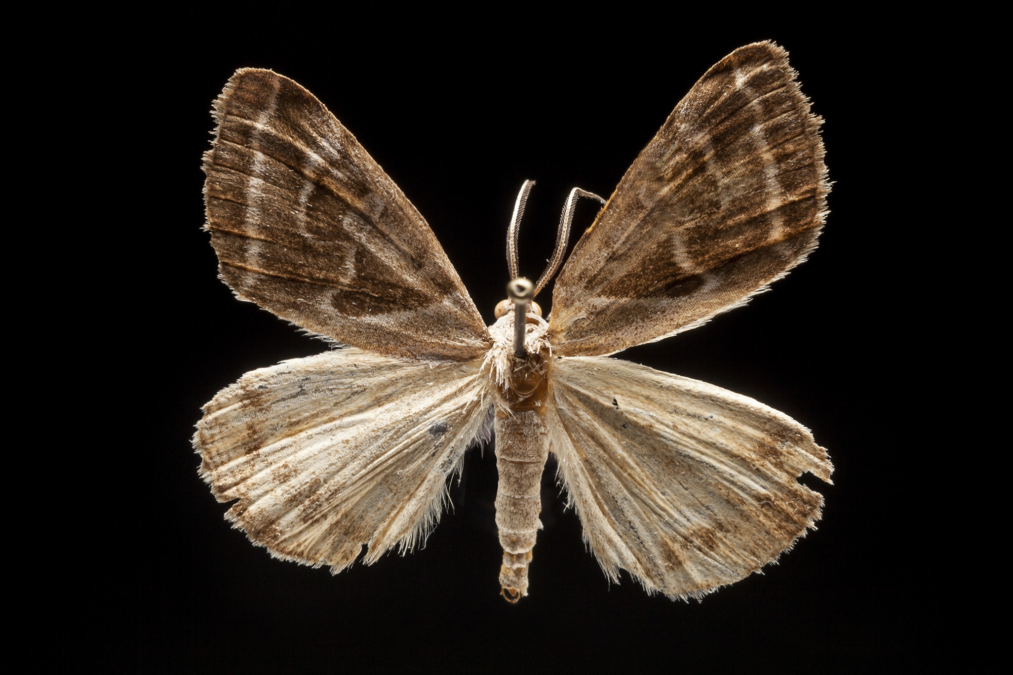 Las escamas de los lepidópteros  Museo Nacional de Historia Natural