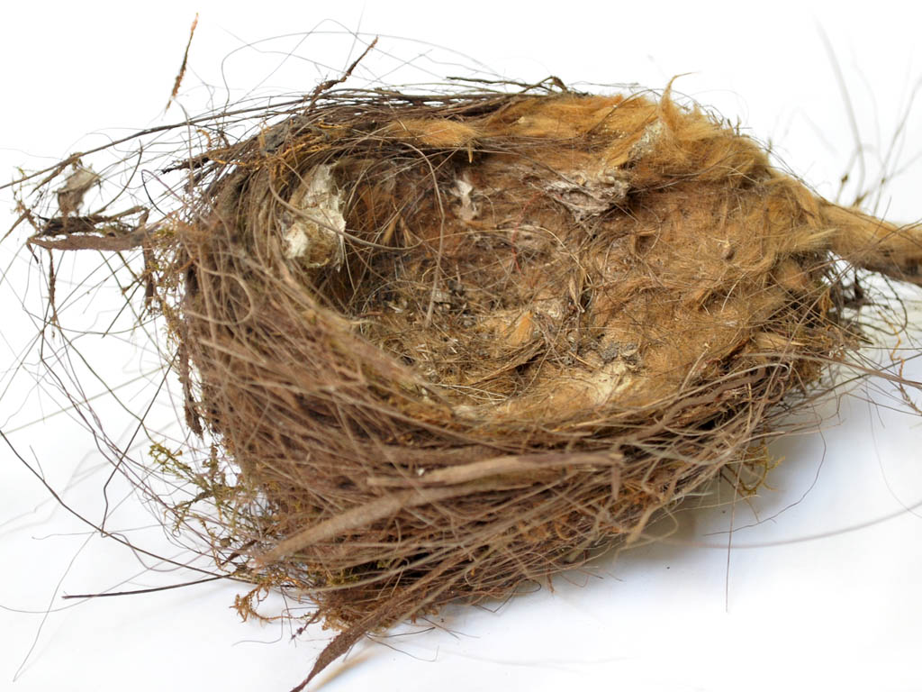 Nidos De Aves Museo De Historia Natural De Concepción