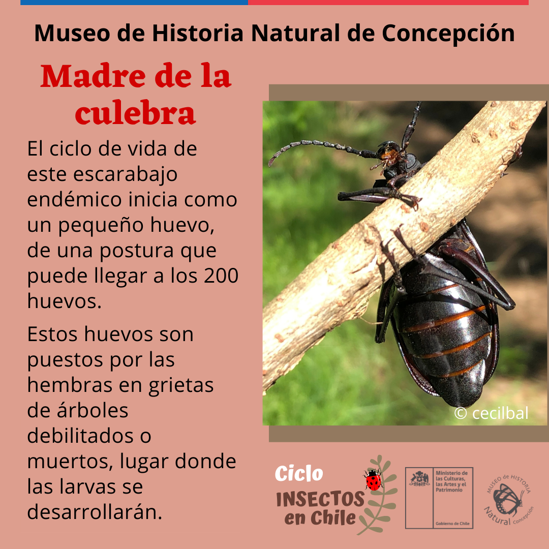 Madre de la culebra | Museo de Historia Natural de Concepción