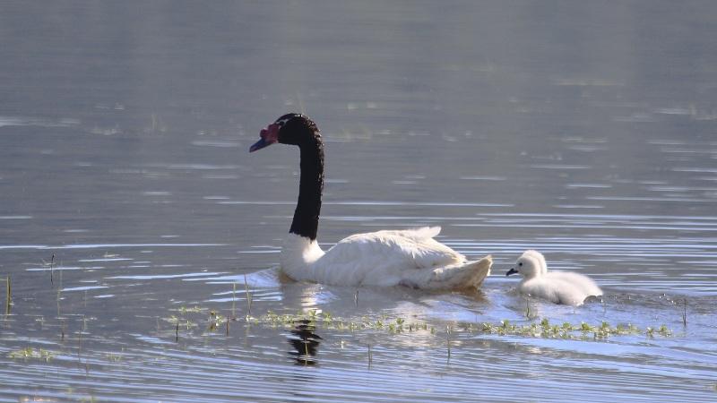 Cisne humedales