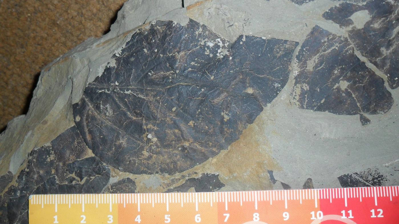 Hoja fosilizada