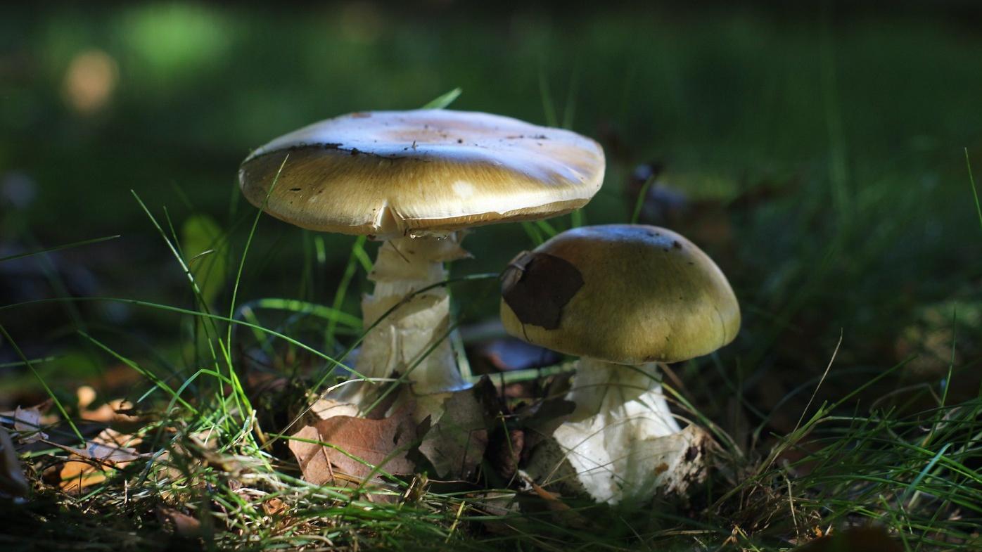 Hongo venenoso Amanita phalloides o “ángel de la muerte”