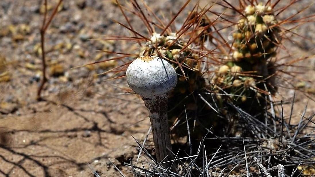 Hongo en el desierto