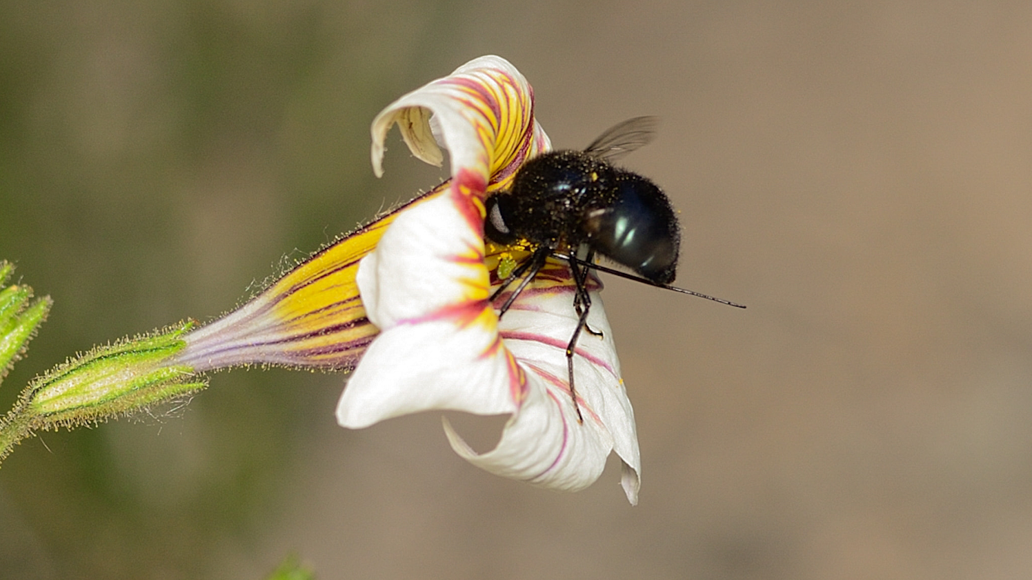 Mosca colibrí negra sobre flor