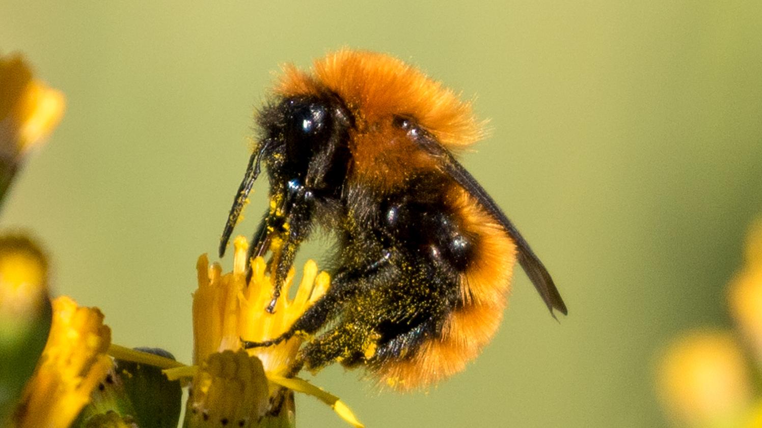 Abejorro sobre flor amarilla