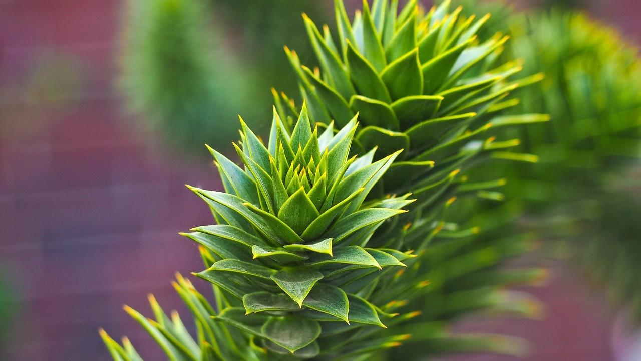 Hojas de Araucaria 