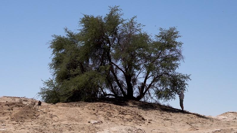 Tamarugo en el desierto