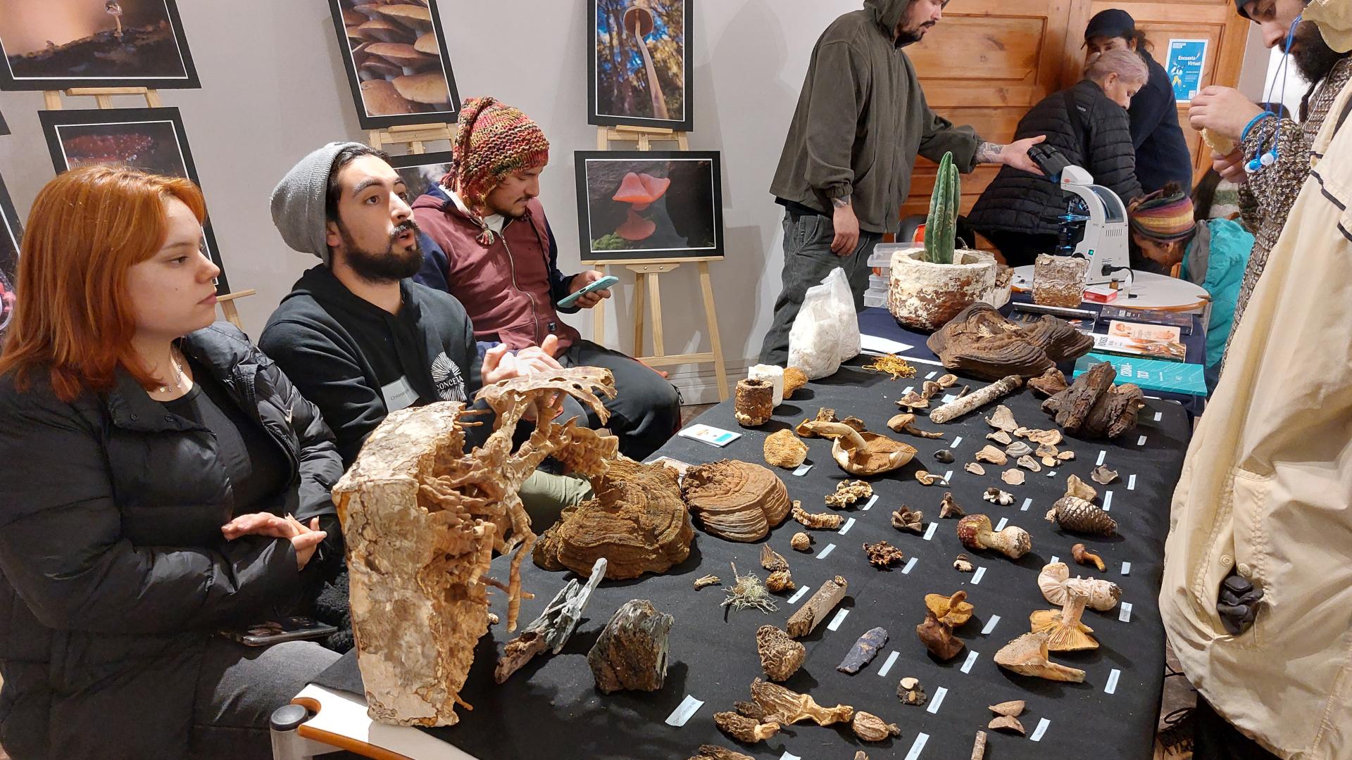 Festival Fungi Concepción en el Museo