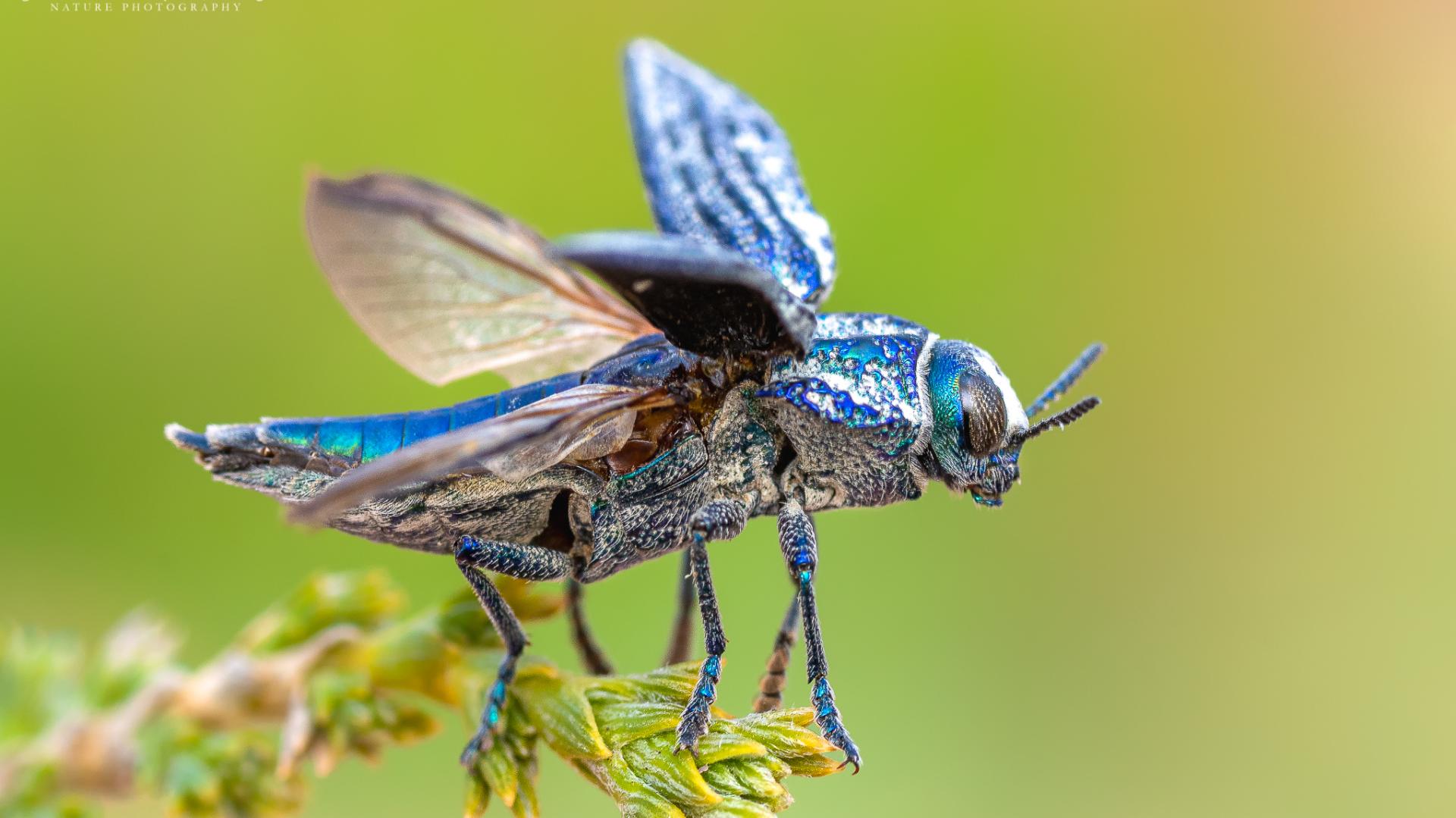 insecto Balita de oro