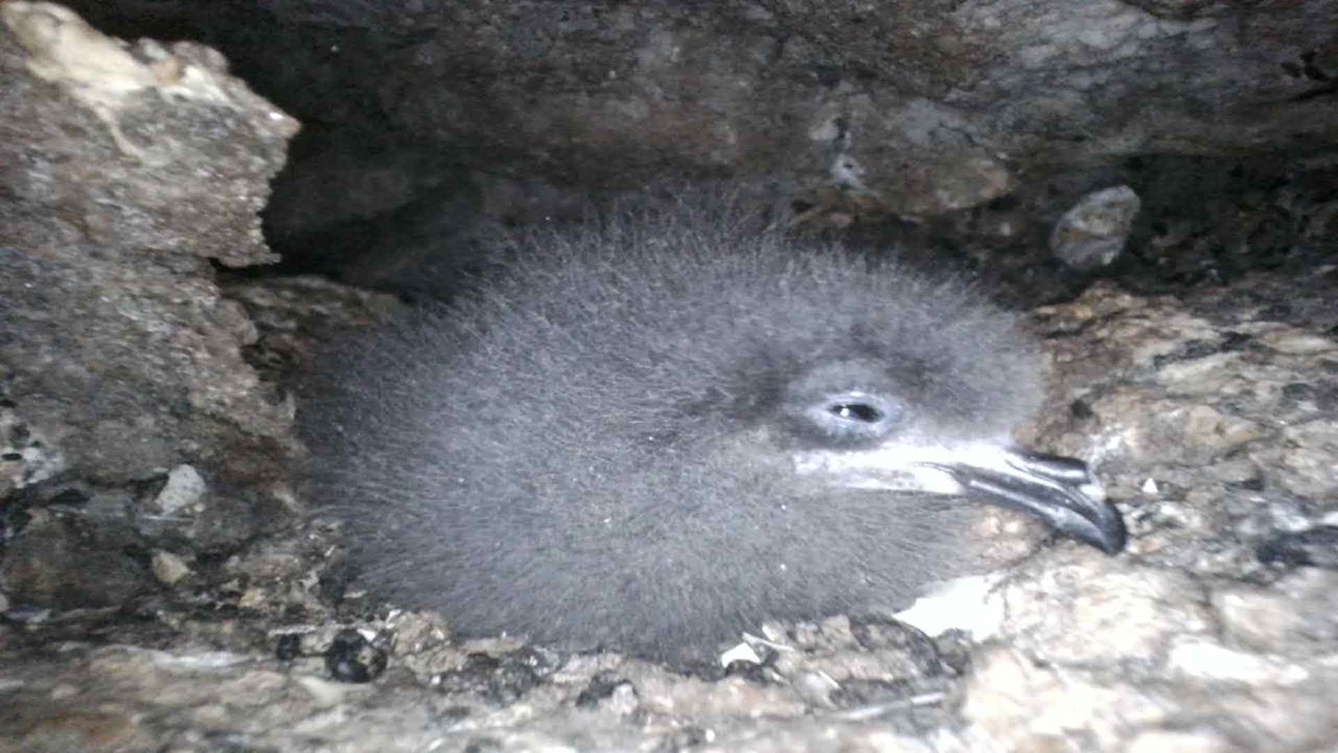 Golondrina negra