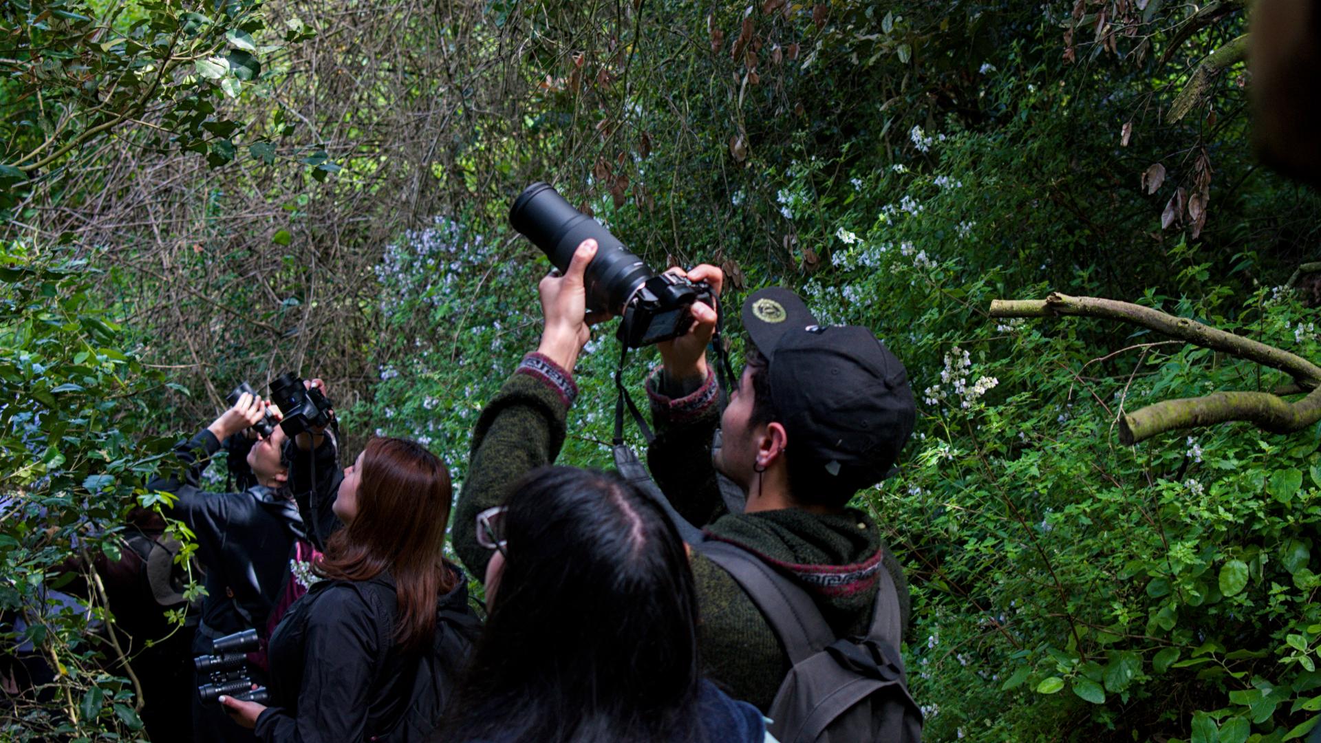 Observación de aves