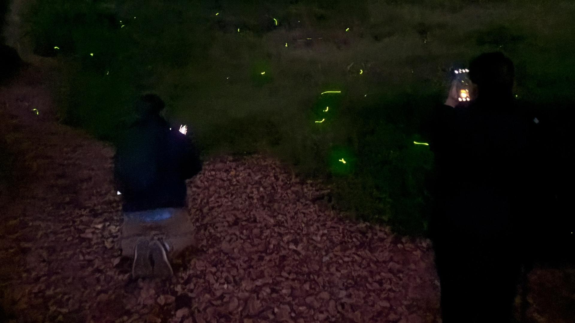 festival de luciérnagas