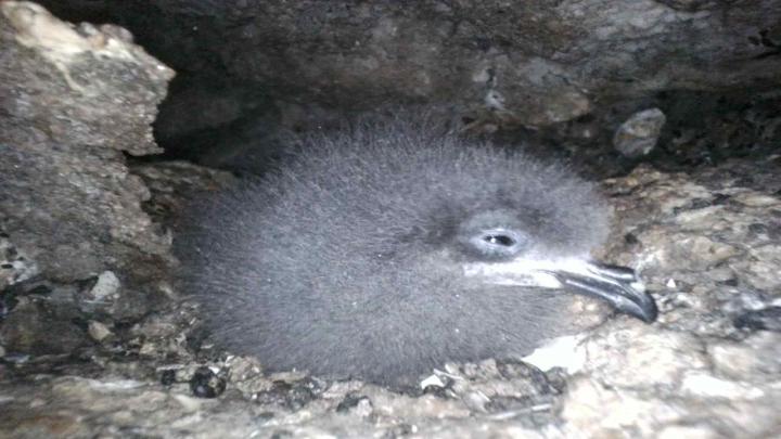 Golondrina negra
