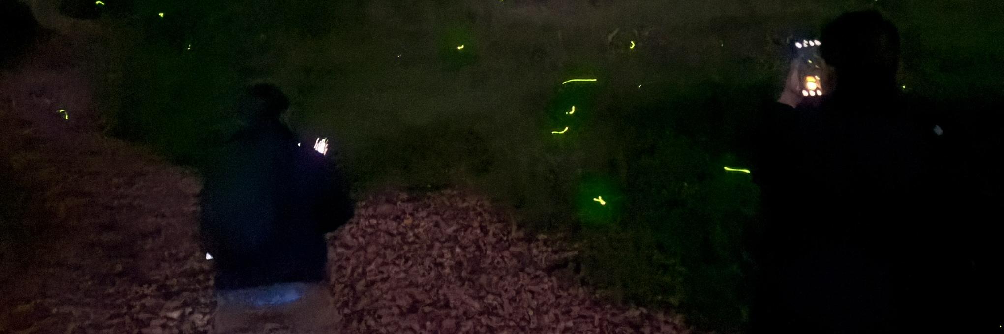 festival de luciérnagas