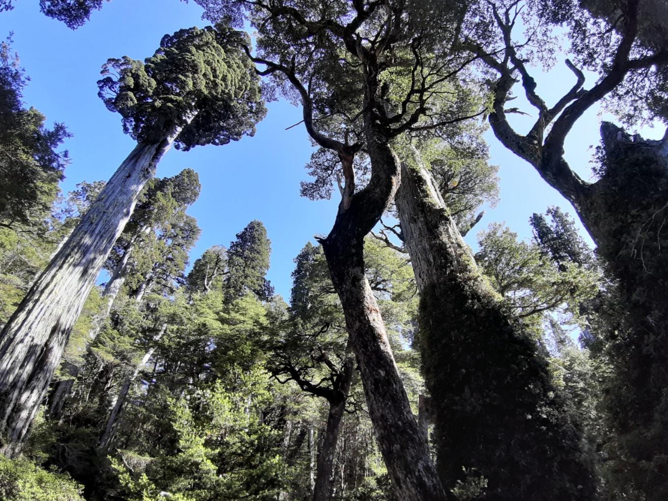 Árboles nativos, Cascada, sur de Chile, Encontraste Limitada