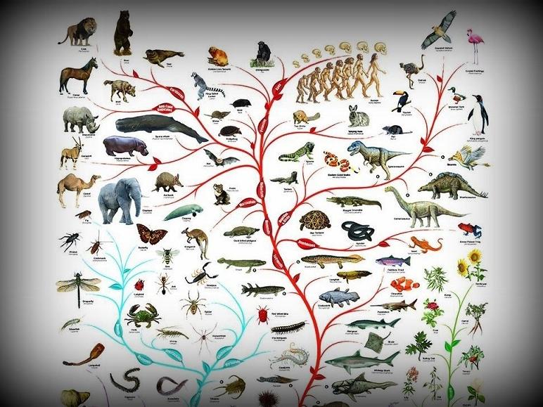 Ciclo de charlas: Evolución de la Biodiversidad | Museo de Historia Natural  de Concepción