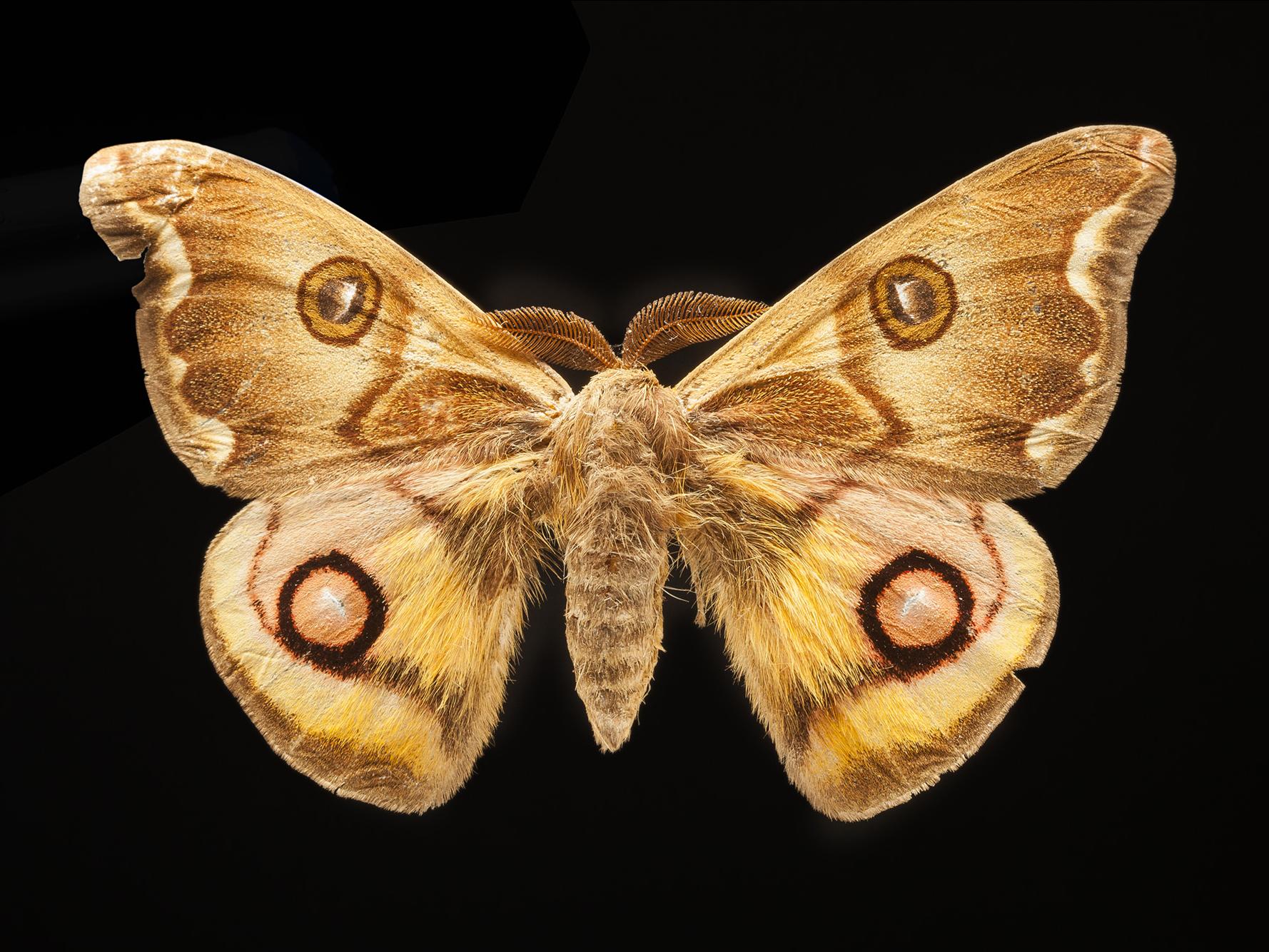 Polythysana cinerascens (Philippi, 1859)
