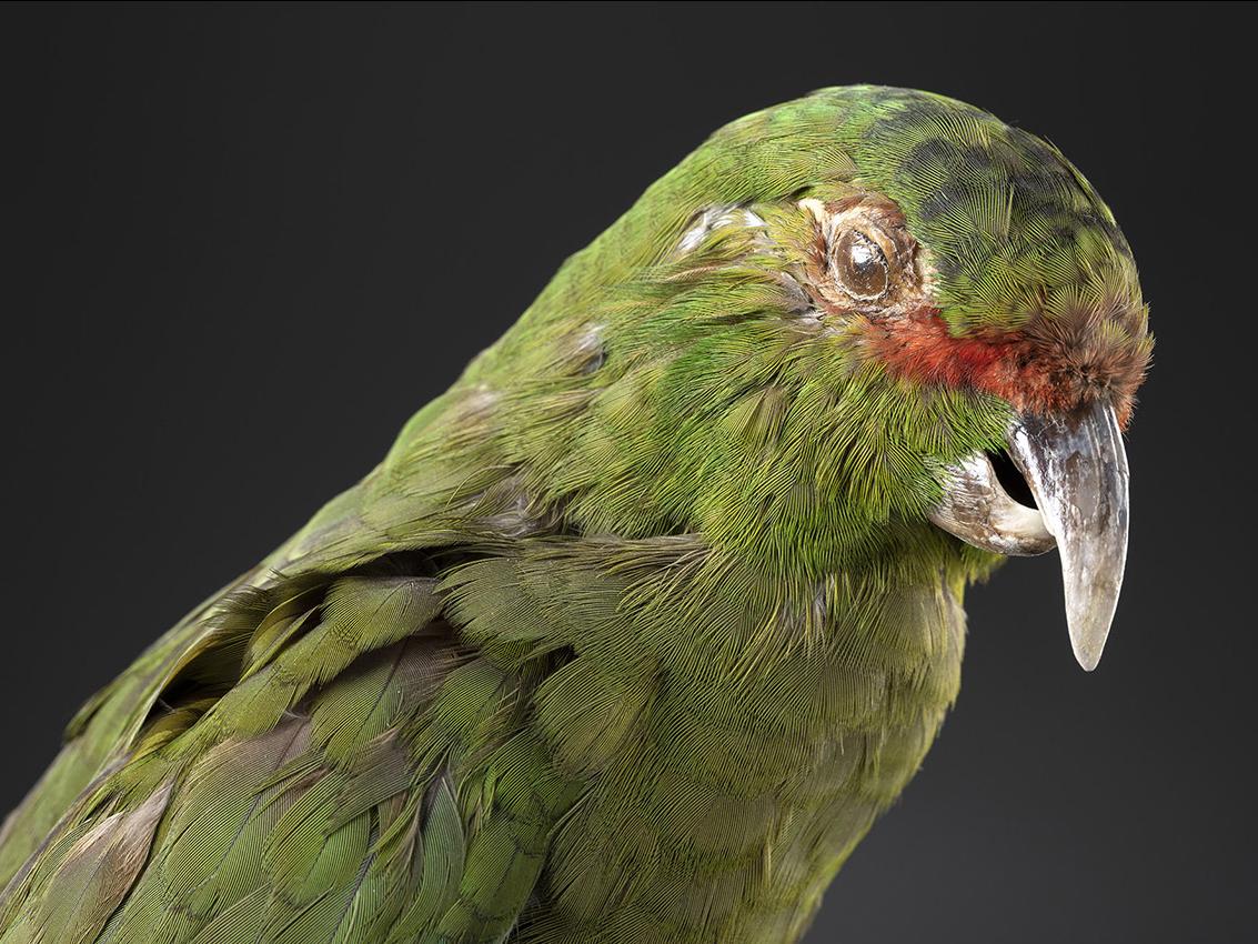 Choroy (Enicognathus leptorhynchus)