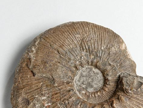 Grossouvreites gemmatus