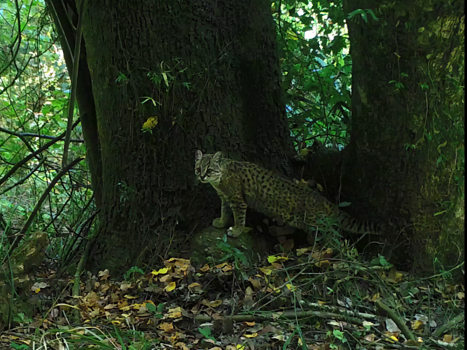 Gato güiña en bosque nativo