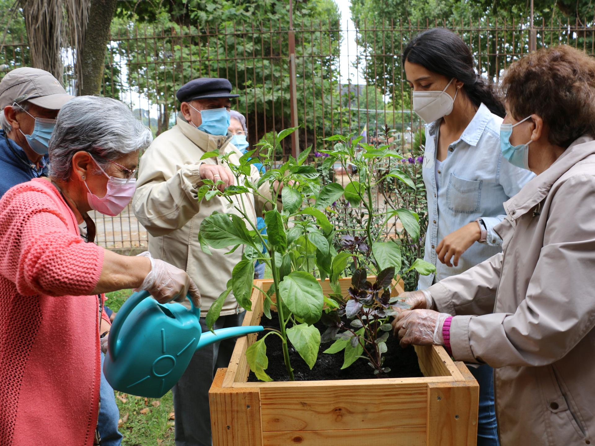 Regando plantas 