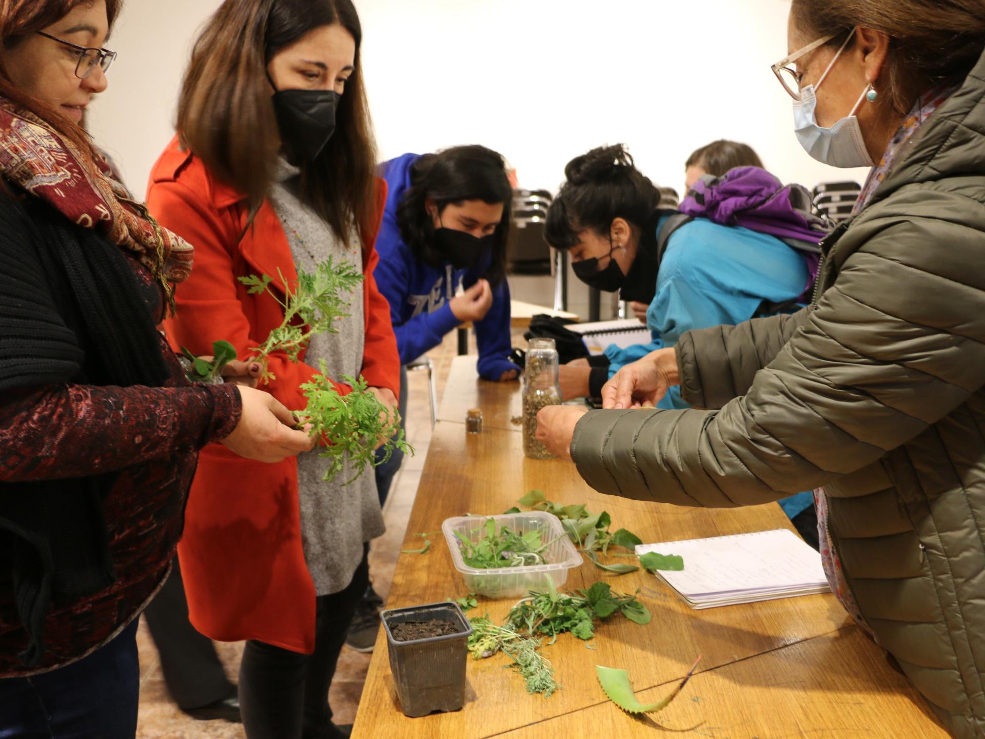Mujeres manipulan plantas medicinales