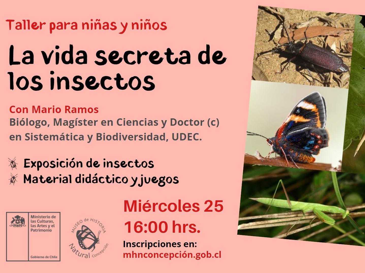 Afiche taller insectos 