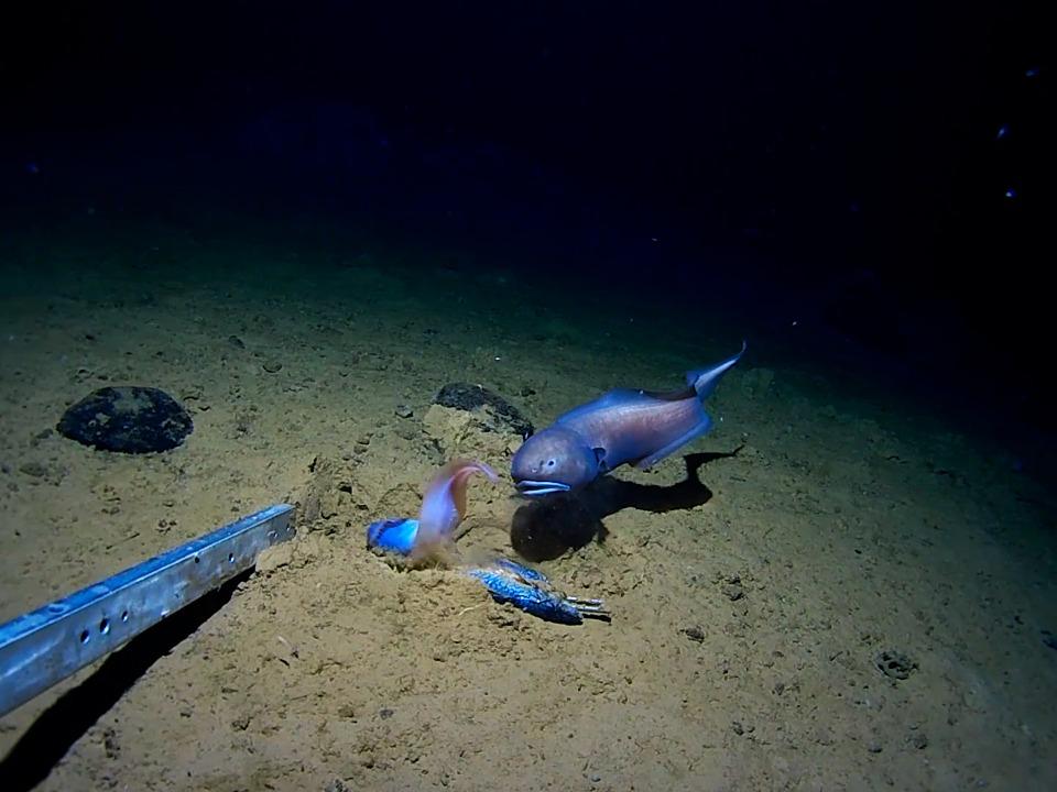 Imagen de mar profundo