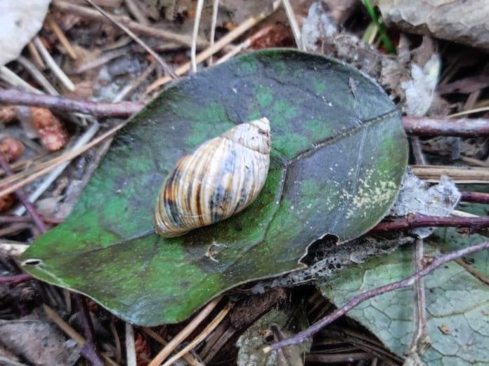 CARACOL
