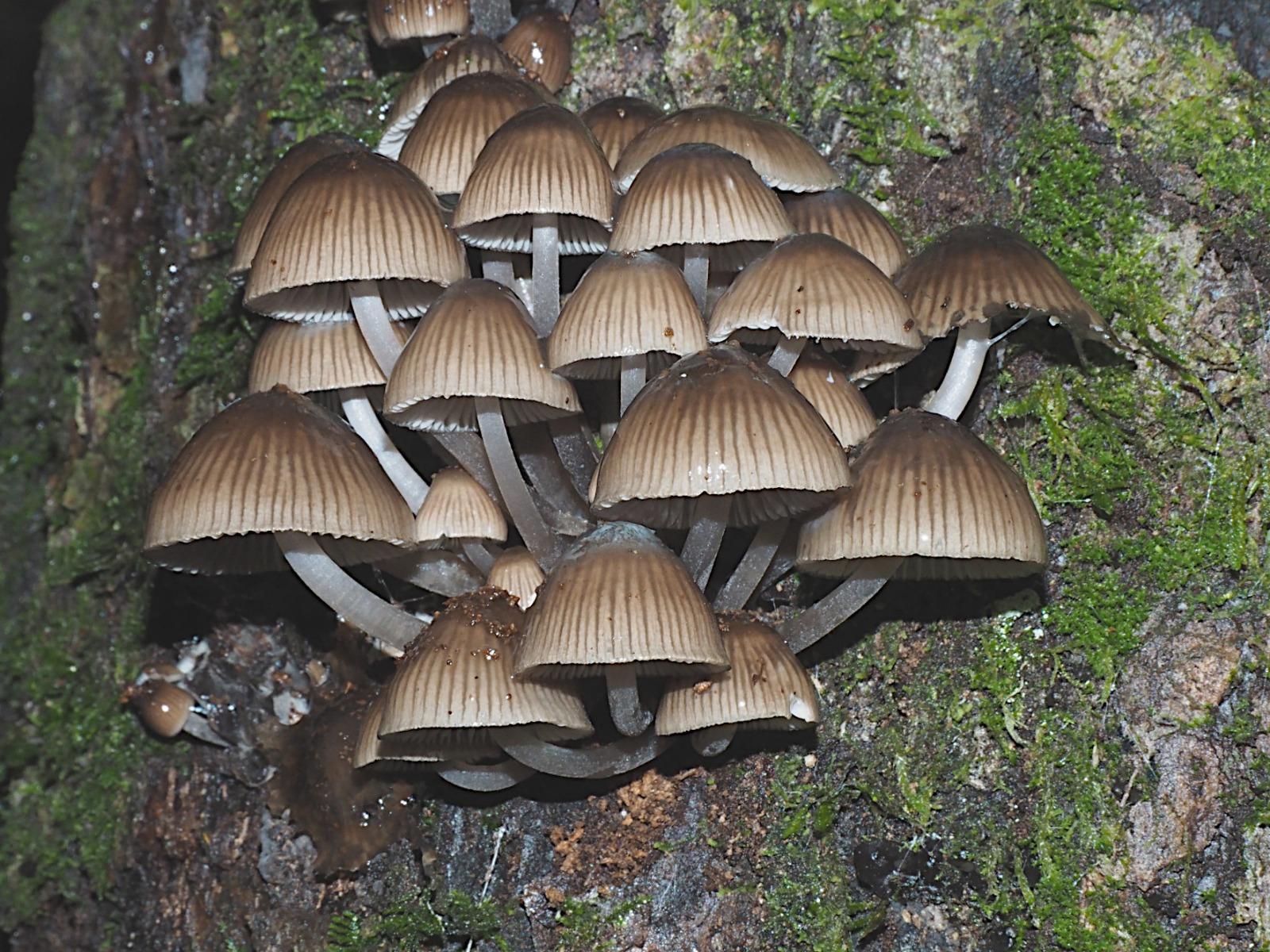 hongos