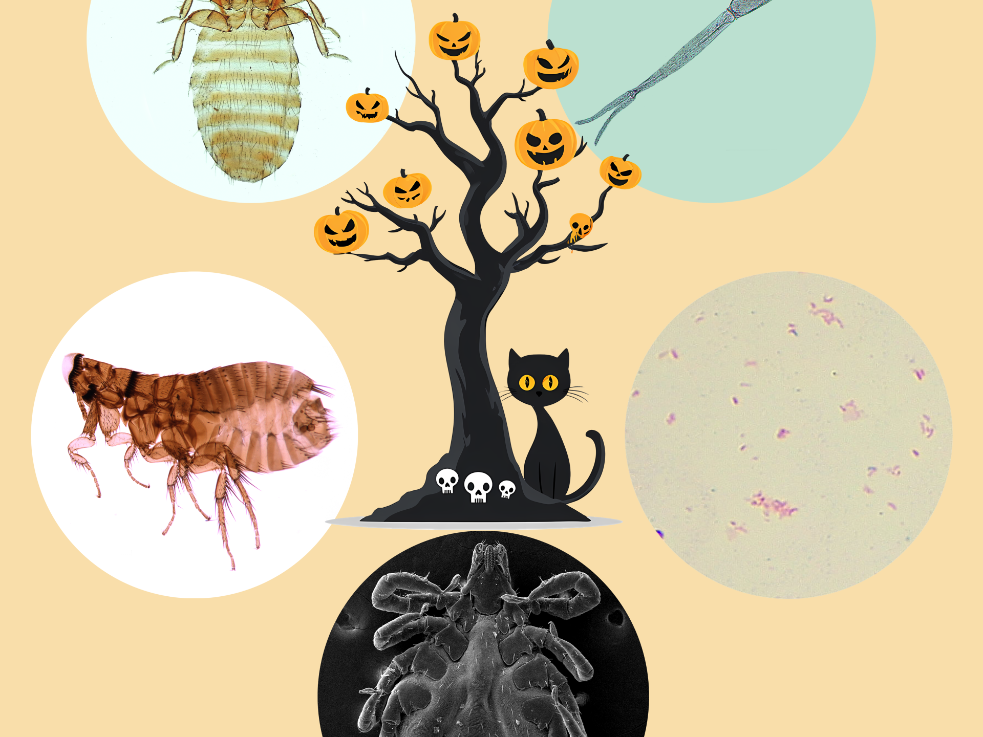 zoonosis