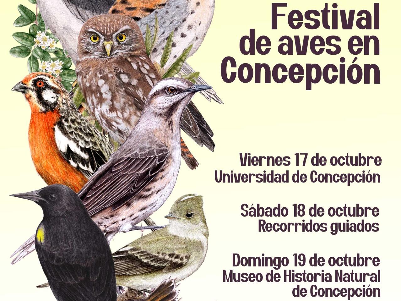afiche festival aves 