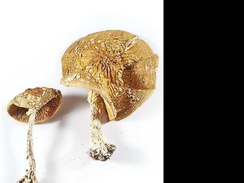 Amanita muscaria Kalchbr (1873) o Agárico de las moscas