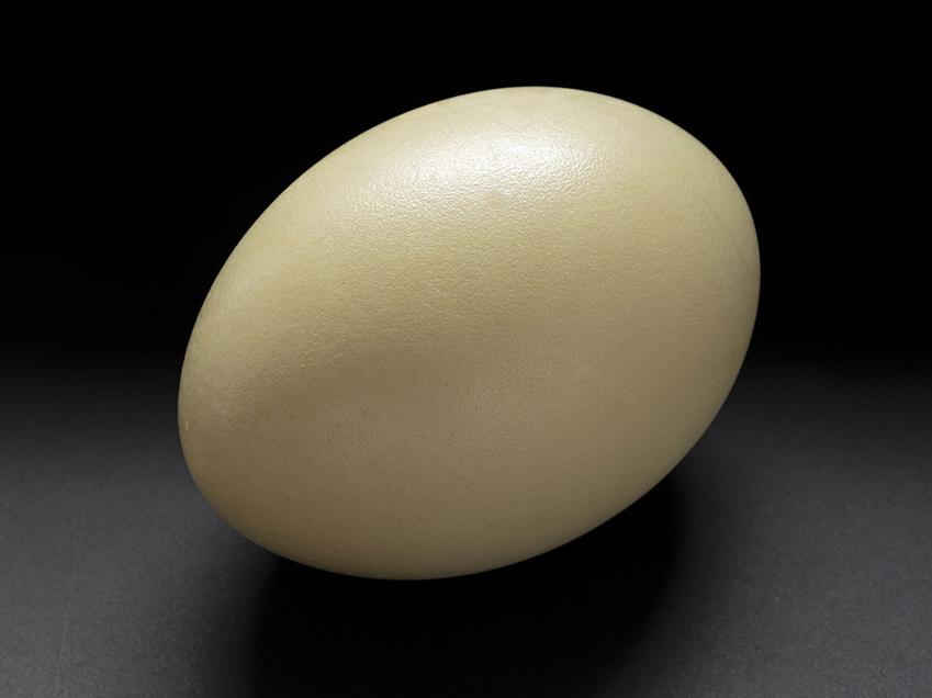 Huevo de ñandú (Rhea pennata)