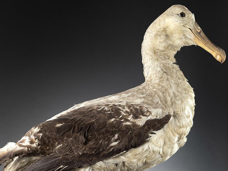 Albatros errante (Diomedea exulans)