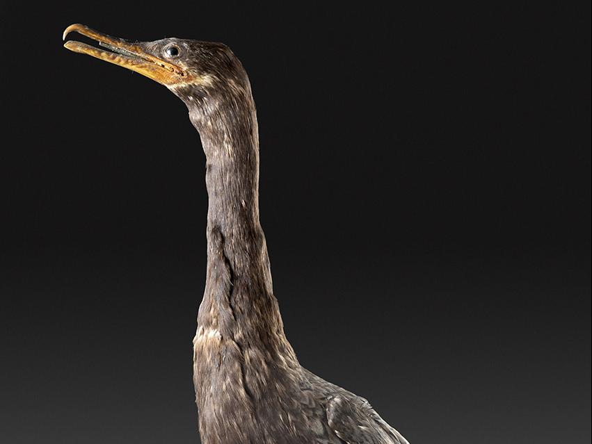 Yeco (Phalacrocorax brasilianus)