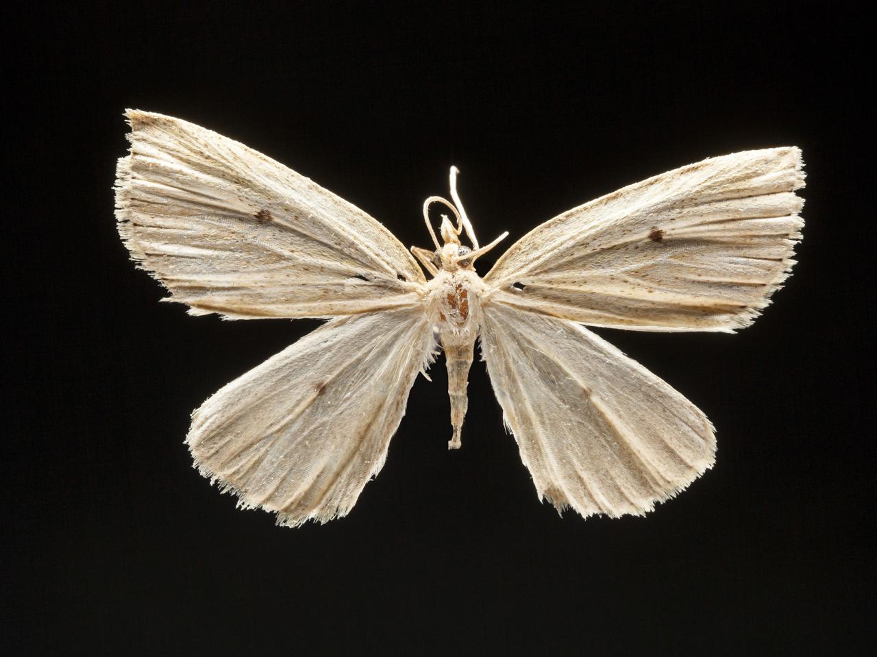  Psilaspilates concepcionensis Parra, 1999