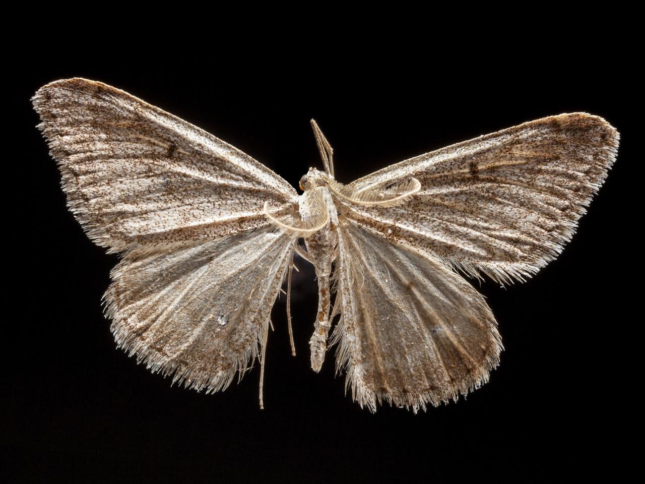 Rhodostrophia chilenaria (Blanchard, 1852)