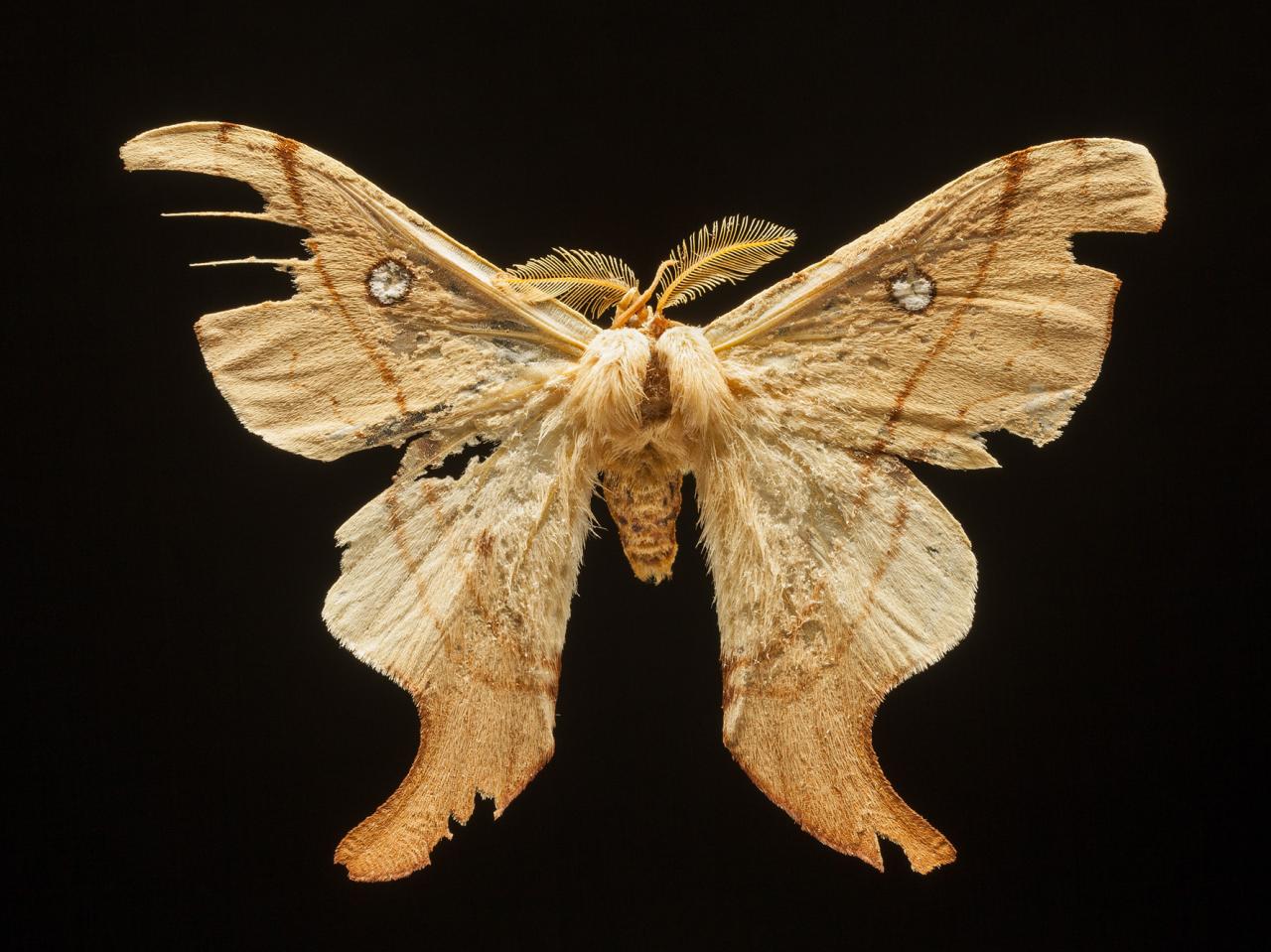 Cercophana venusta (Walker, 1856)