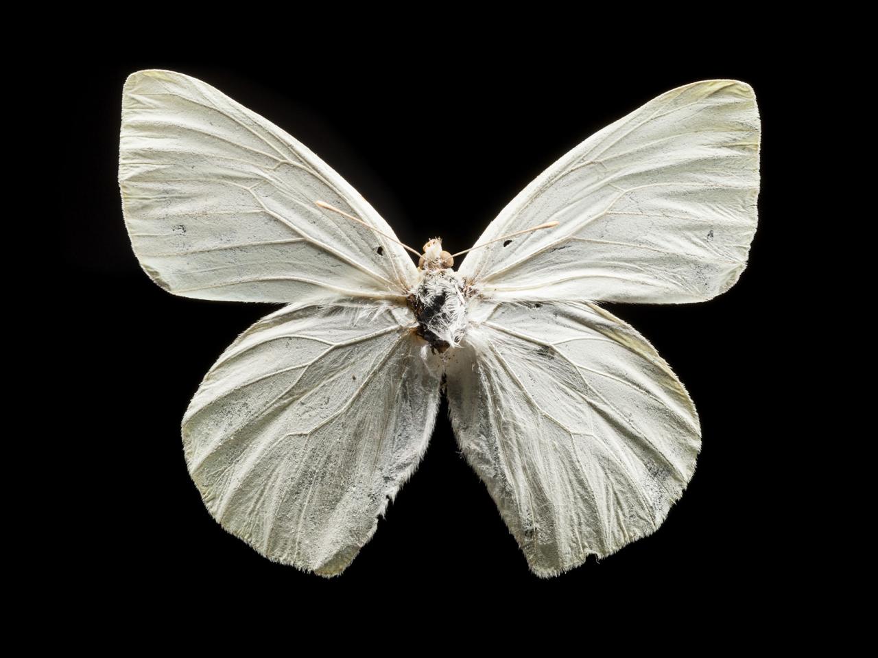 Mathania leucothea (Molina, 1782)