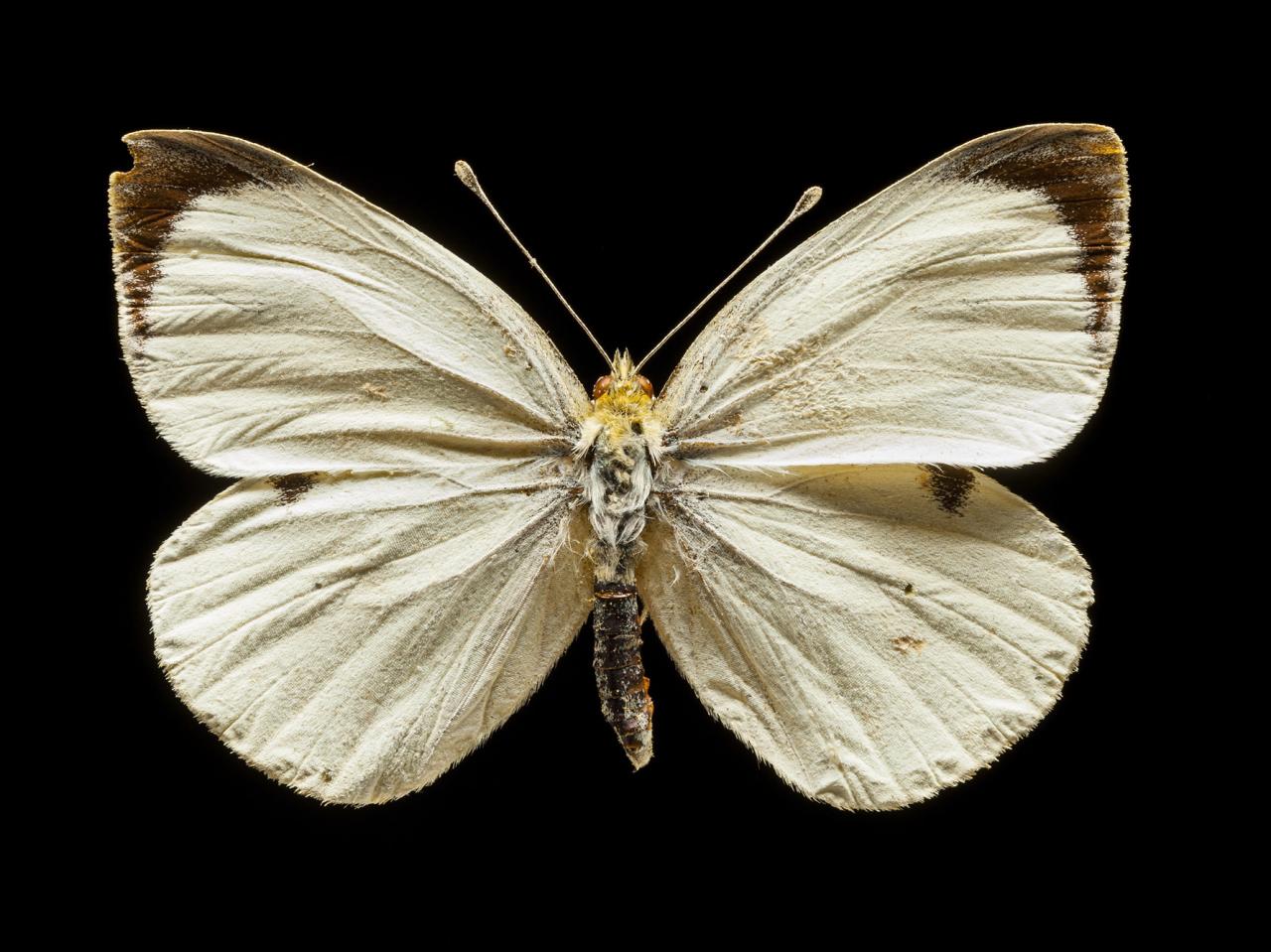 Pieris brassicae (Linnaeus, 1758)