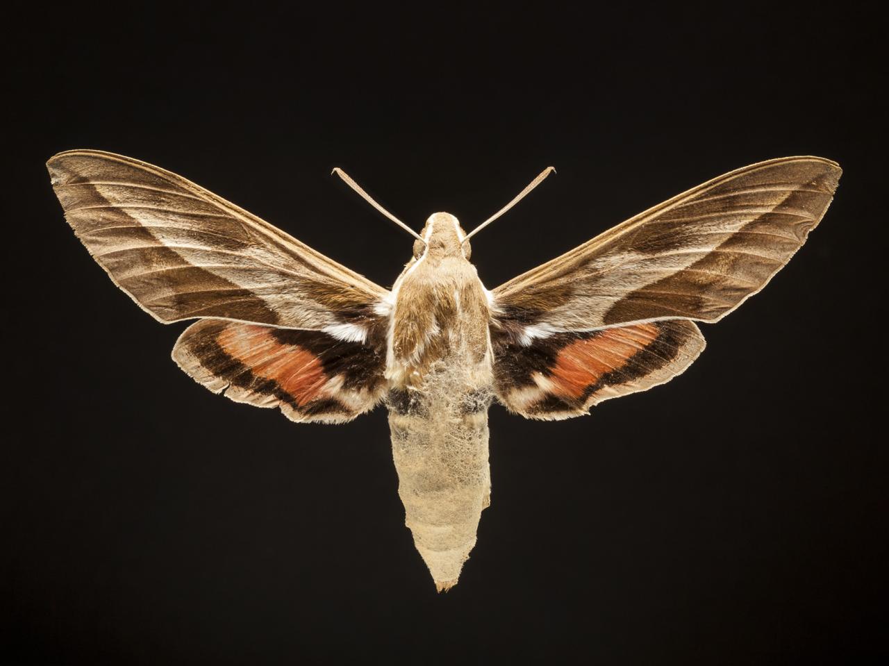 mariposas-diurnas-y-nocturnas-museo-de-historia-natural-de-concepci-n