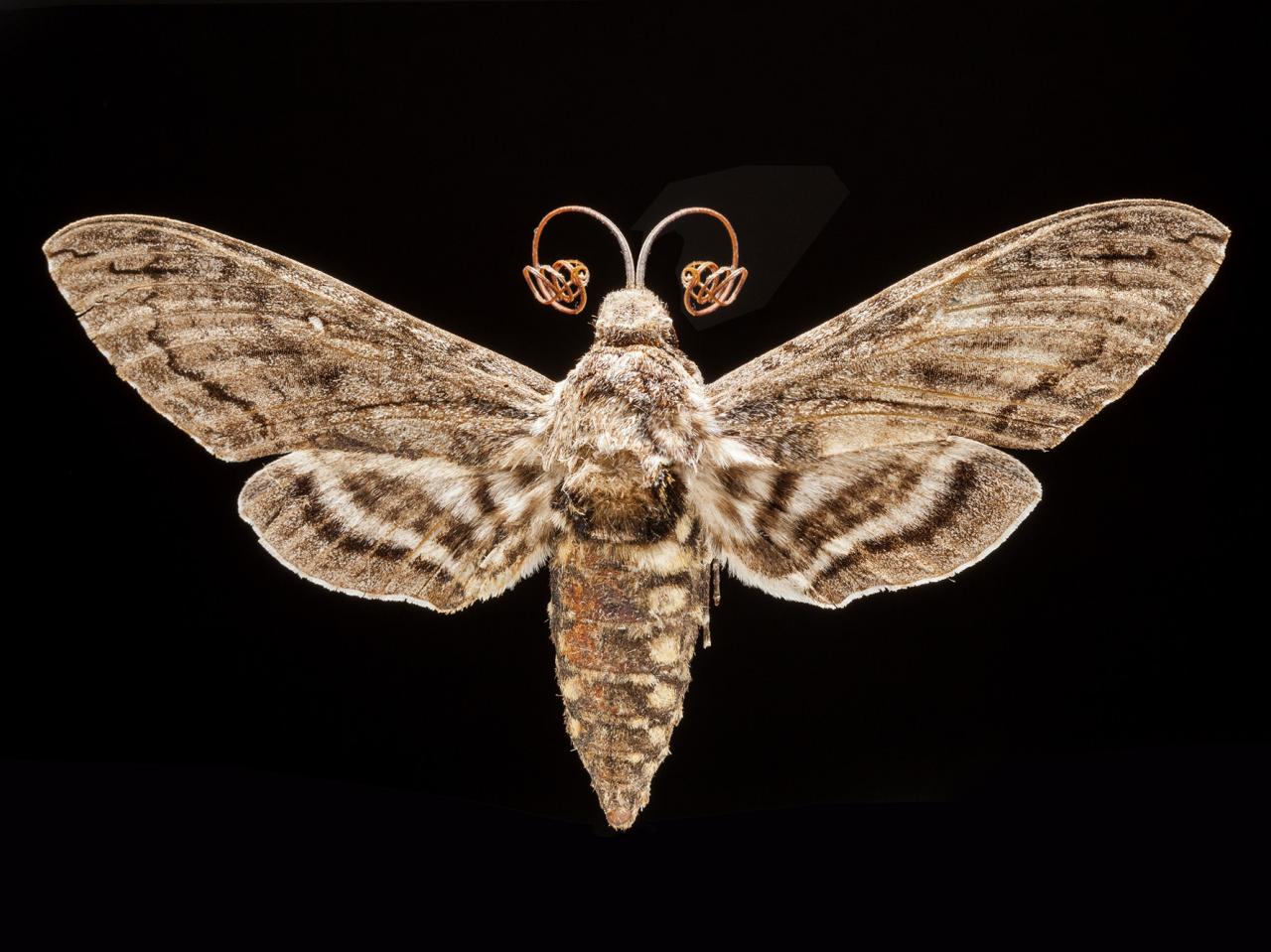 Manduca sexta caestri (Blanchard, 1854)