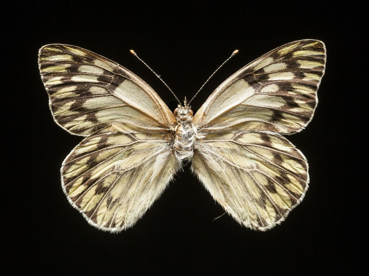 Tatochila autodice blanchardi (Butler, 1881)