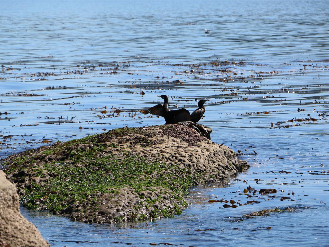 Taller "Cuando baja la marea" - cormoranes