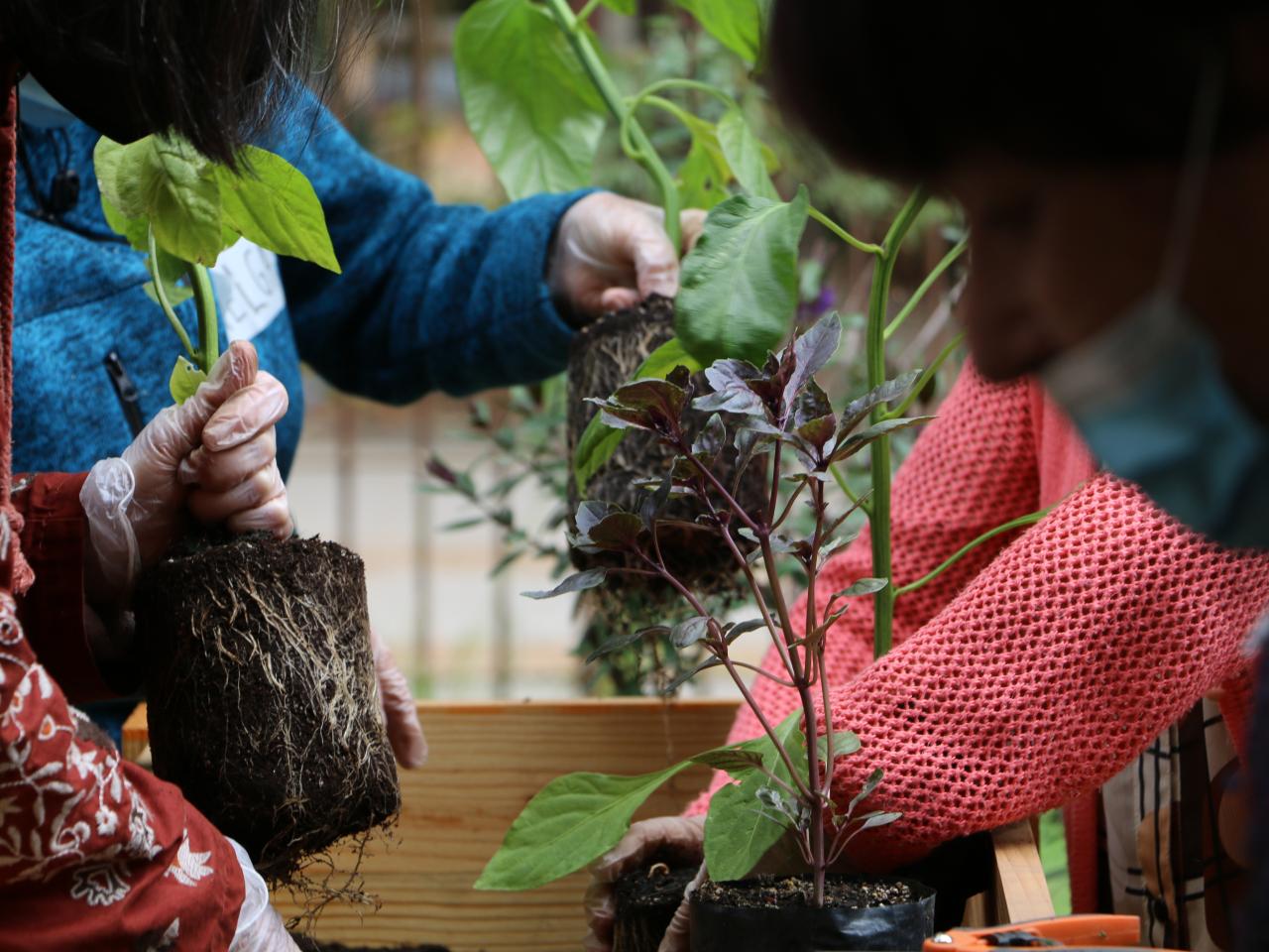 Taller &amp;quot;Huerta urbana&amp;quot;