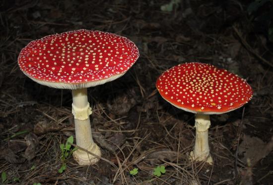 Hongo Matamoscas (Amanita Muscaria) 