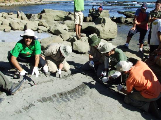 Excavación revela las vertebras de un plesiosaurio. Cocholgüe 2009.