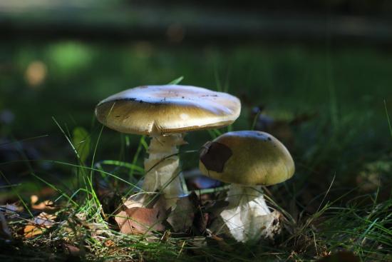 Hongo venenoso Amanita phalloides o “ángel de la muerte”